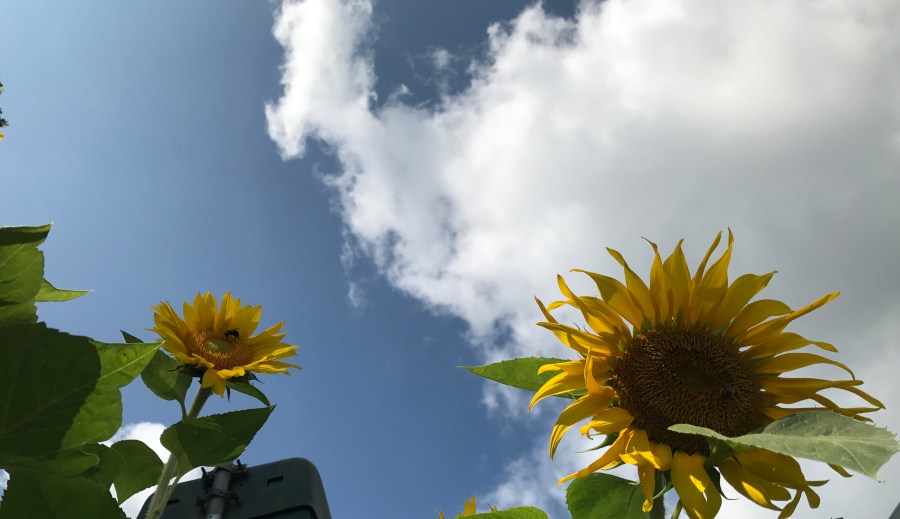 Sunflower with blue sky